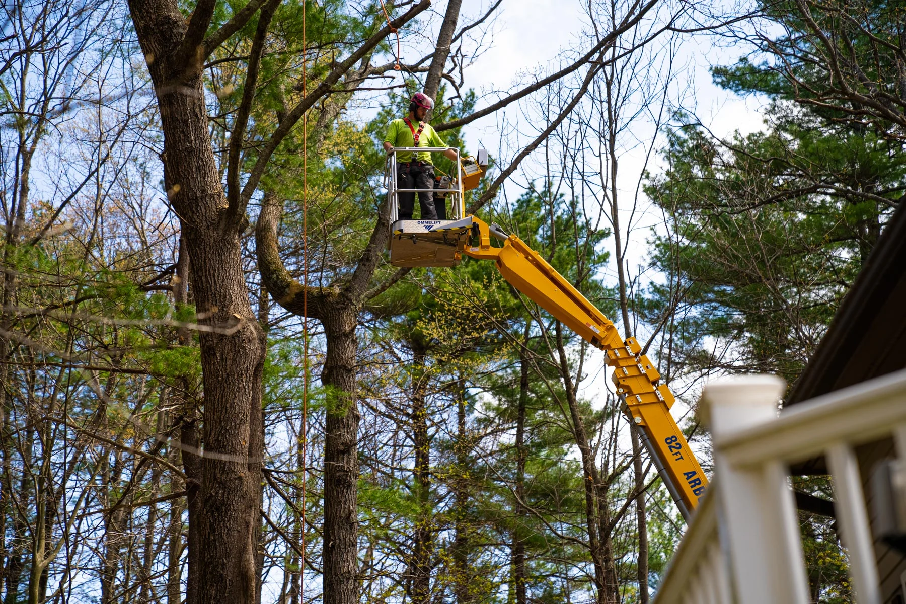 Tree service and removal in Hernando County Florida